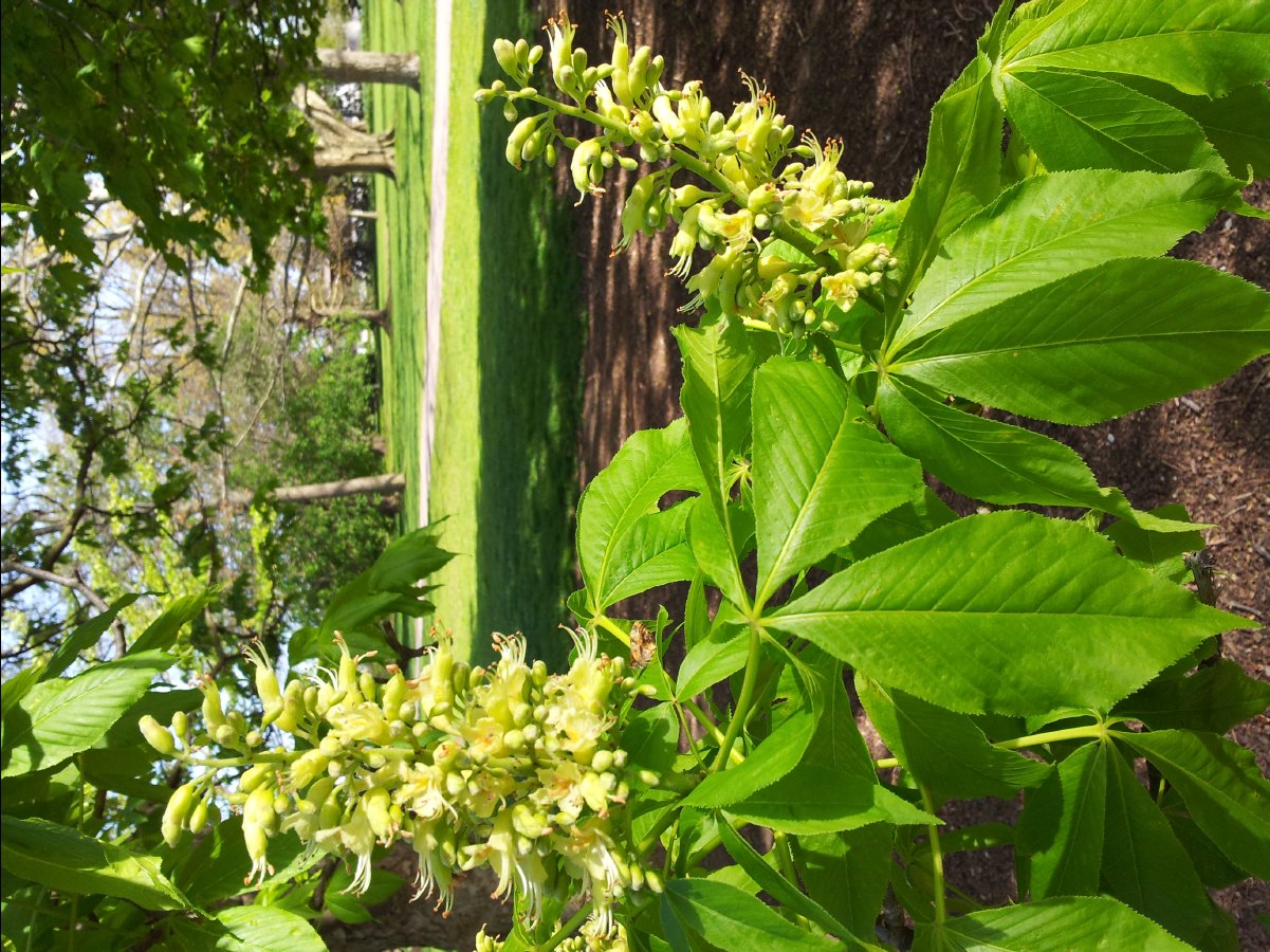 School of Gardening16